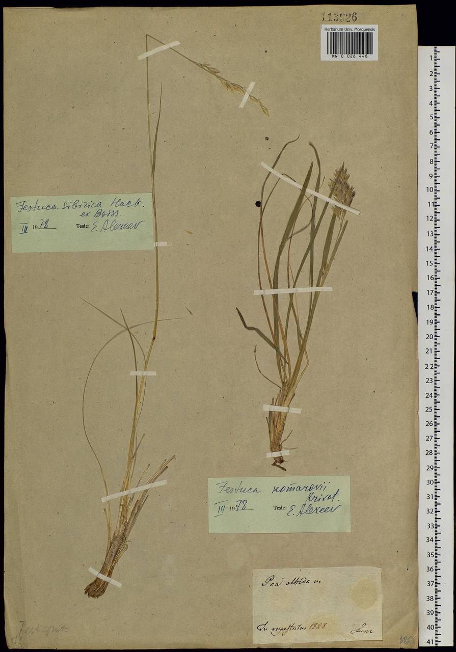 Festuca komarovii Krivot., Siberia, Baikal & Transbaikal region (S4) (Russia)