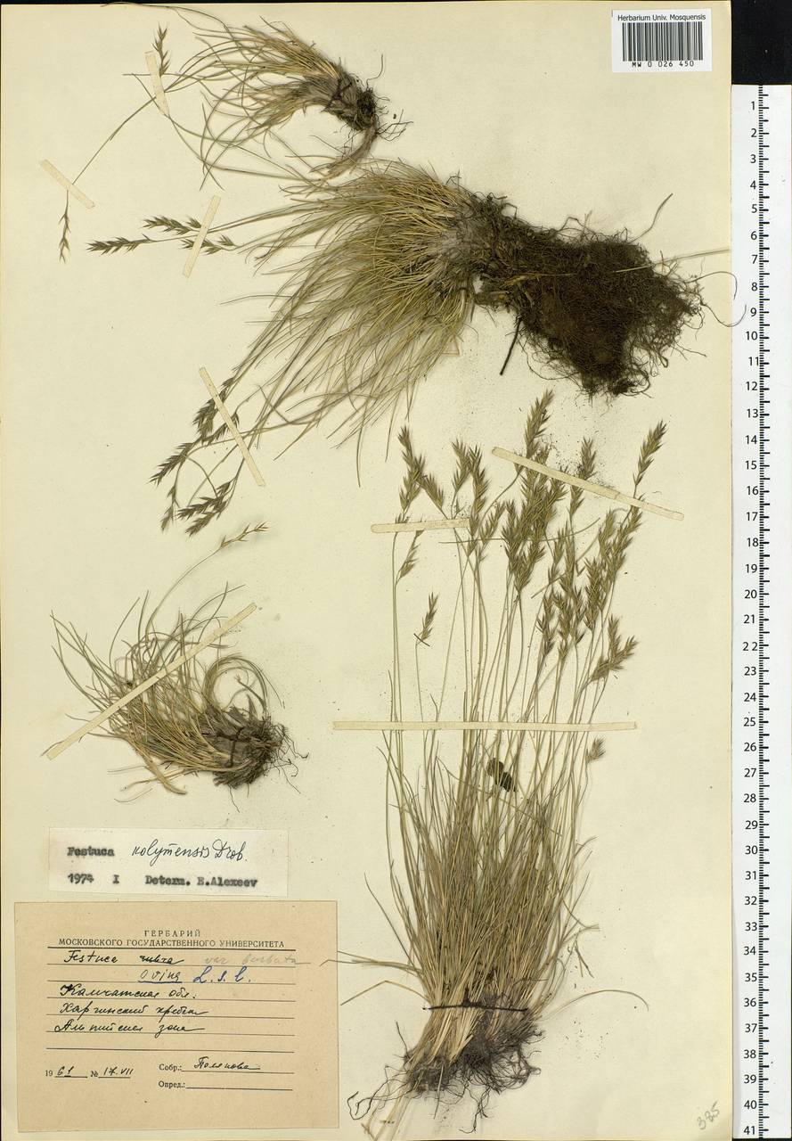 Festuca kolymensis Drobow, Siberia, Chukotka & Kamchatka (S7) (Russia)
