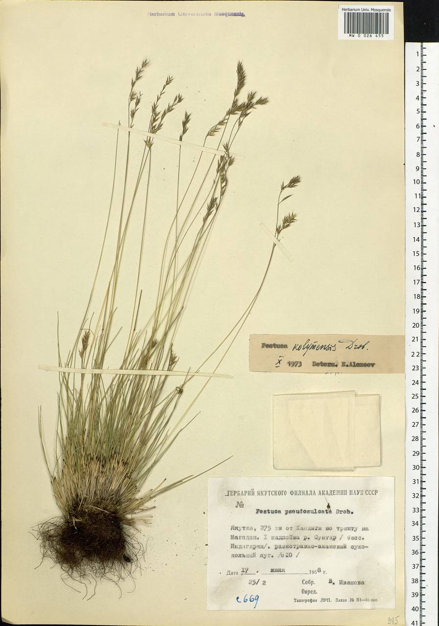 Festuca kolymensis Drobow, Siberia, Yakutia (S5) (Russia)
