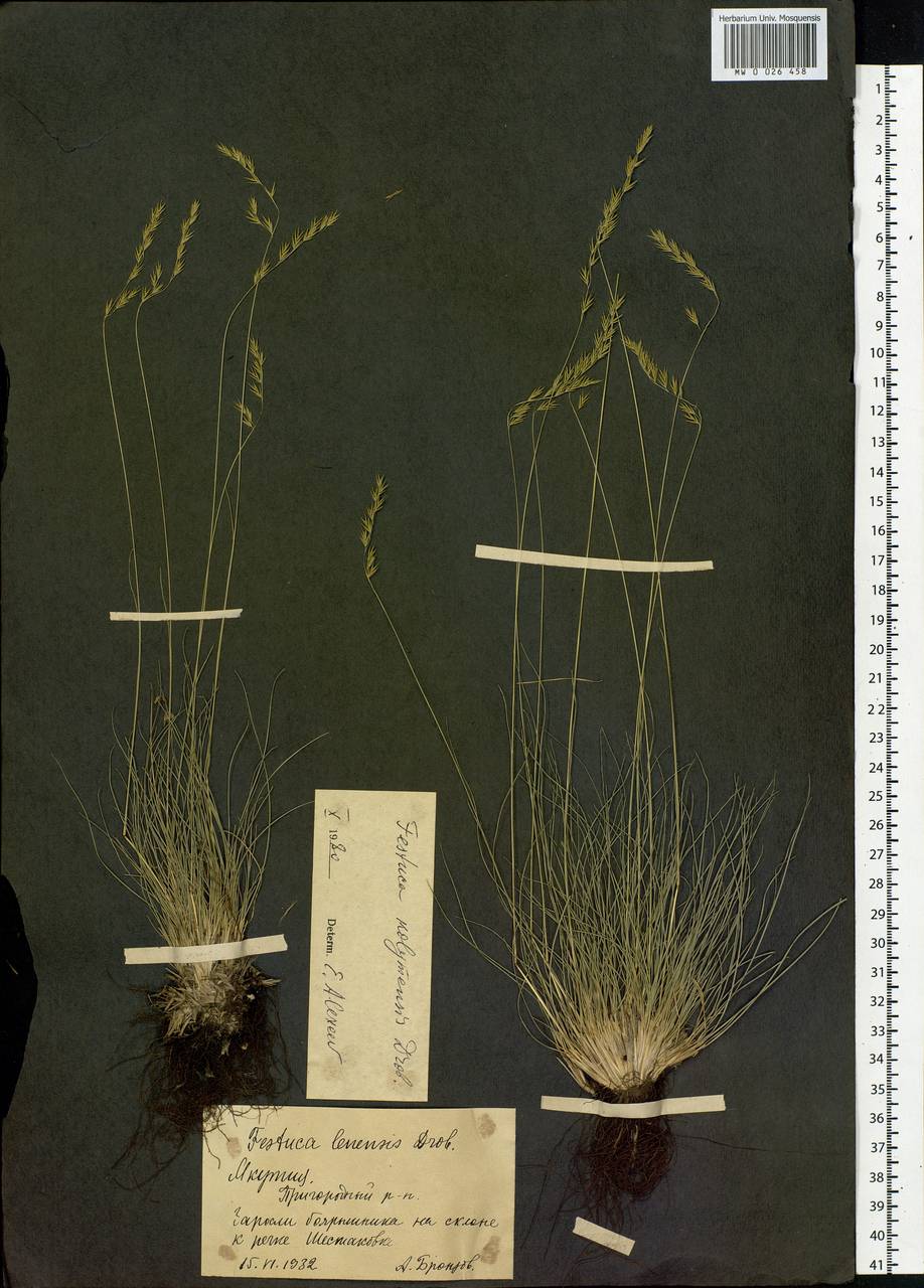 Festuca kolymensis Drobow, Siberia, Yakutia (S5) (Russia)