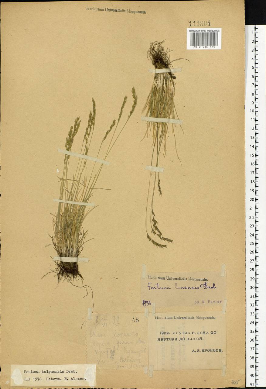 Festuca kolymensis Drobow, Siberia, Yakutia (S5) (Russia)