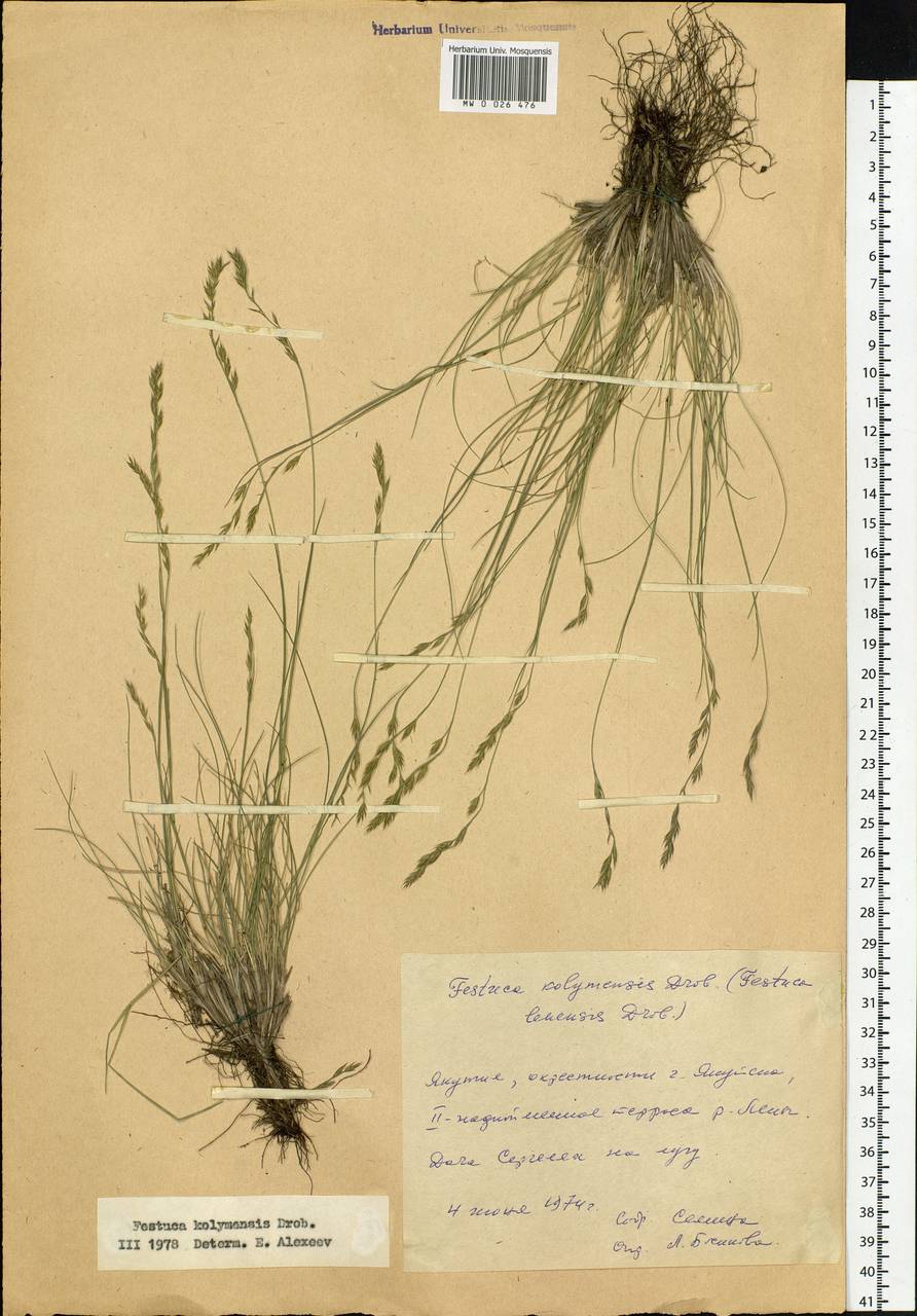 Festuca kolymensis Drobow, Siberia, Yakutia (S5) (Russia)