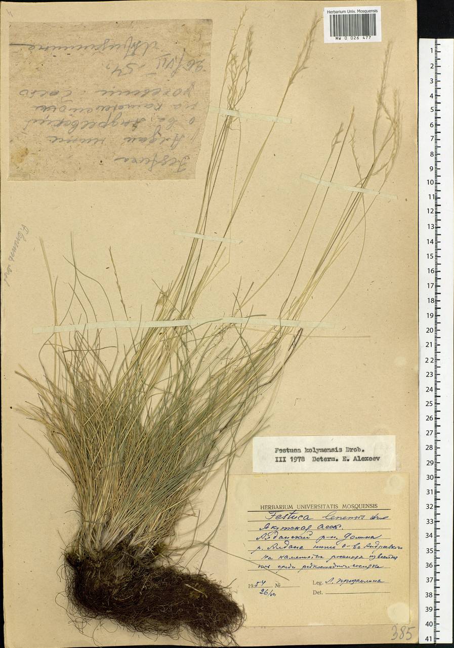 Festuca kolymensis Drobow, Siberia, Yakutia (S5) (Russia)