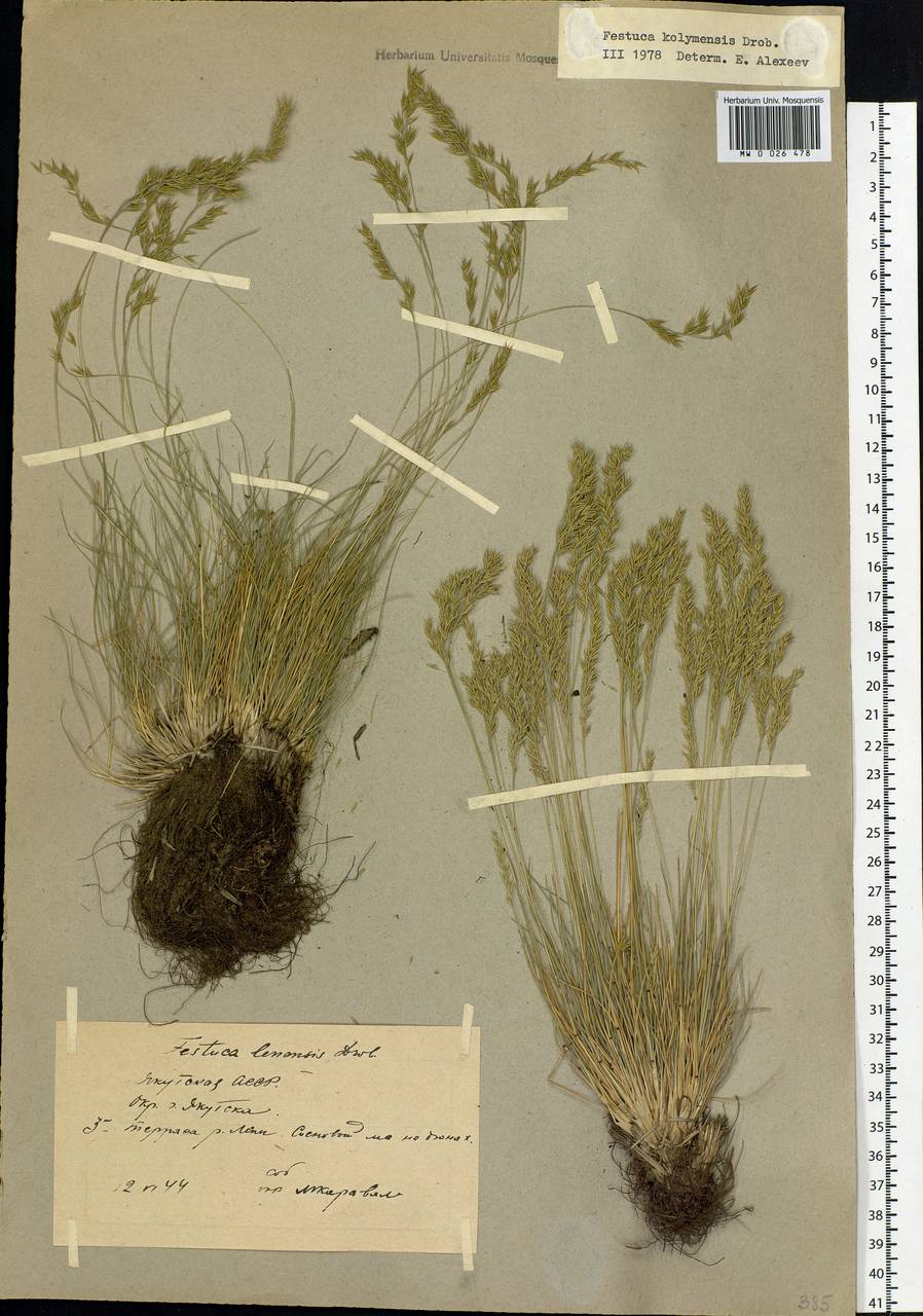 Festuca kolymensis Drobow, Siberia, Yakutia (S5) (Russia)