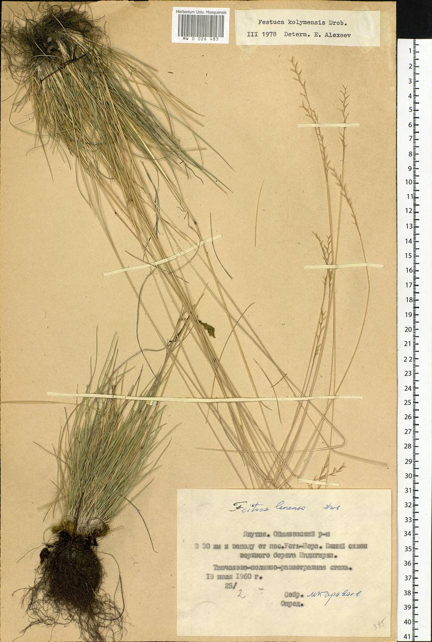 Festuca kolymensis Drobow, Siberia, Yakutia (S5) (Russia)