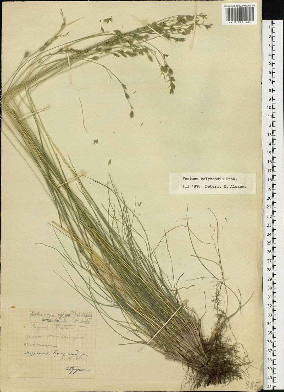 Festuca kolymensis Drobow, Siberia, Yakutia (S5) (Russia)