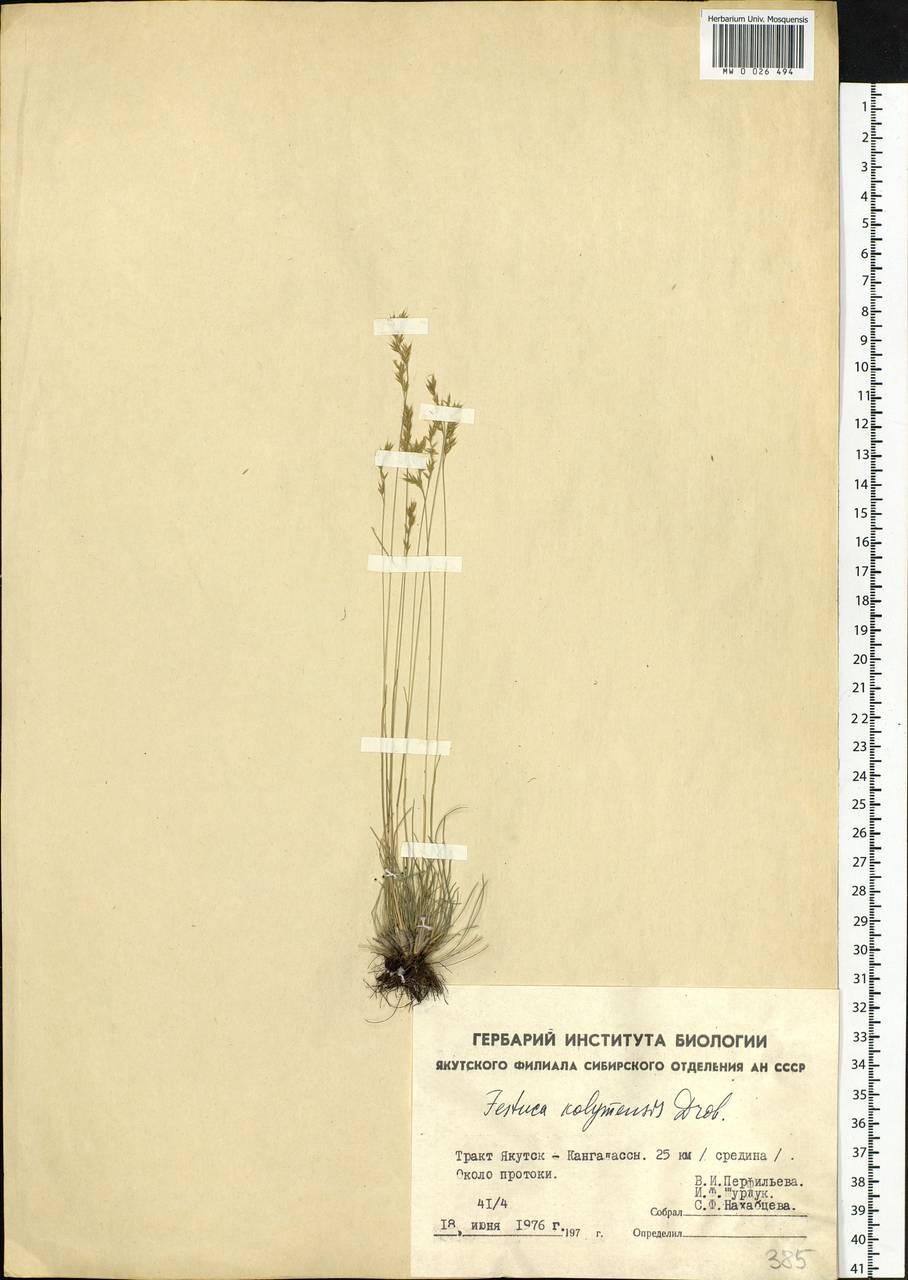 Festuca kolymensis Drobow, Siberia, Yakutia (S5) (Russia)