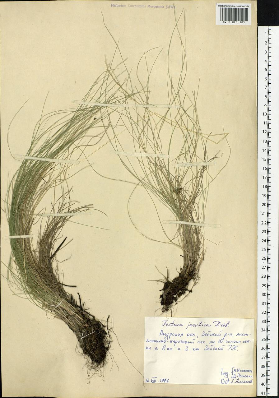 Festuca jacutica Drobow, Siberia, Russian Far East (S6) (Russia)