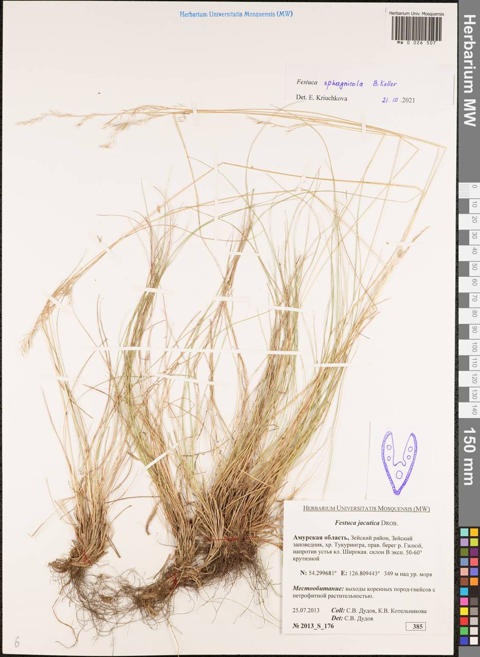 Festuca ovina L., Siberia, Russian Far East (S6) (Russia)