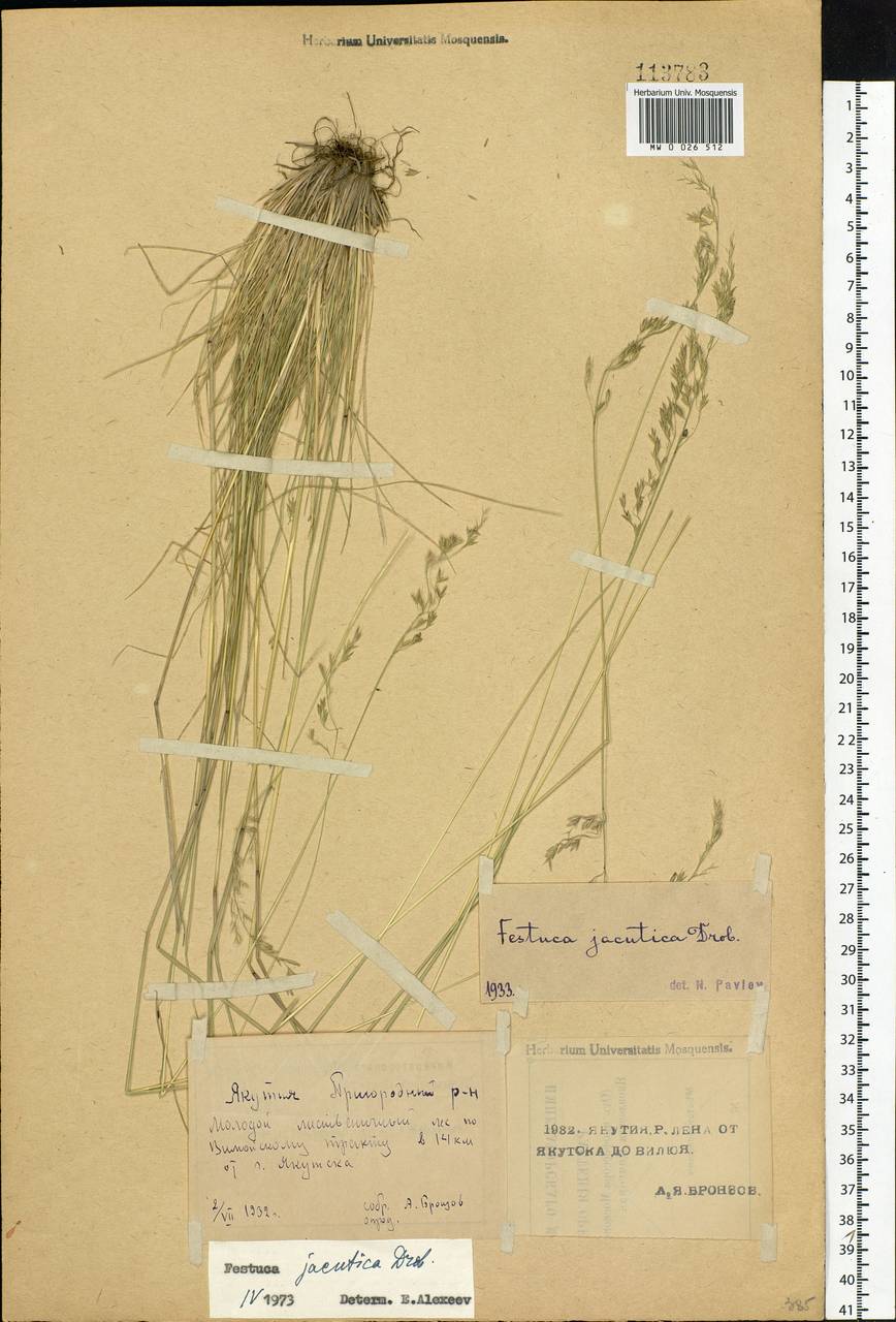Festuca jacutica Drobow, Siberia, Yakutia (S5) (Russia)