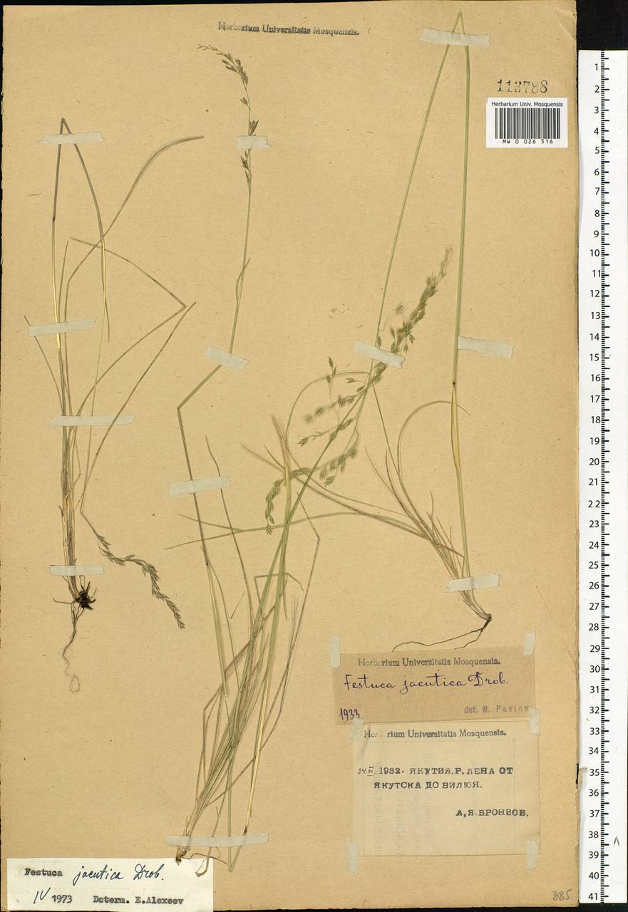 Festuca jacutica Drobow, Siberia, Yakutia (S5) (Russia)