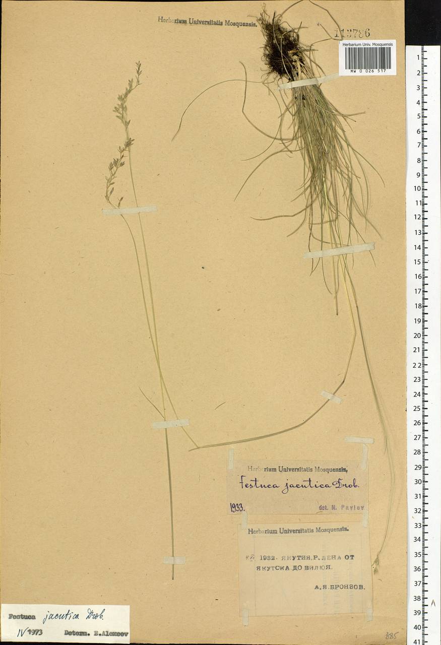 Festuca jacutica Drobow, Siberia, Yakutia (S5) (Russia)
