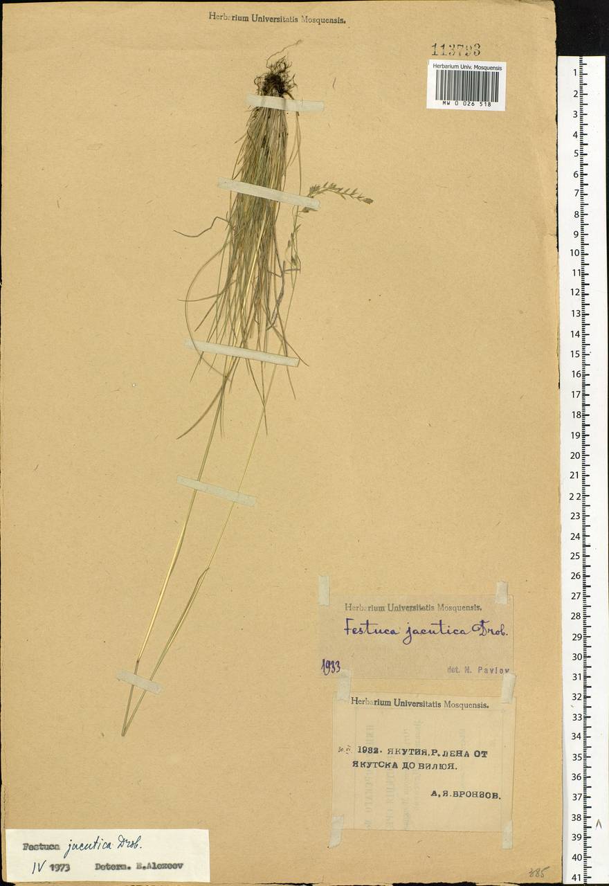 Festuca jacutica Drobow, Siberia, Yakutia (S5) (Russia)