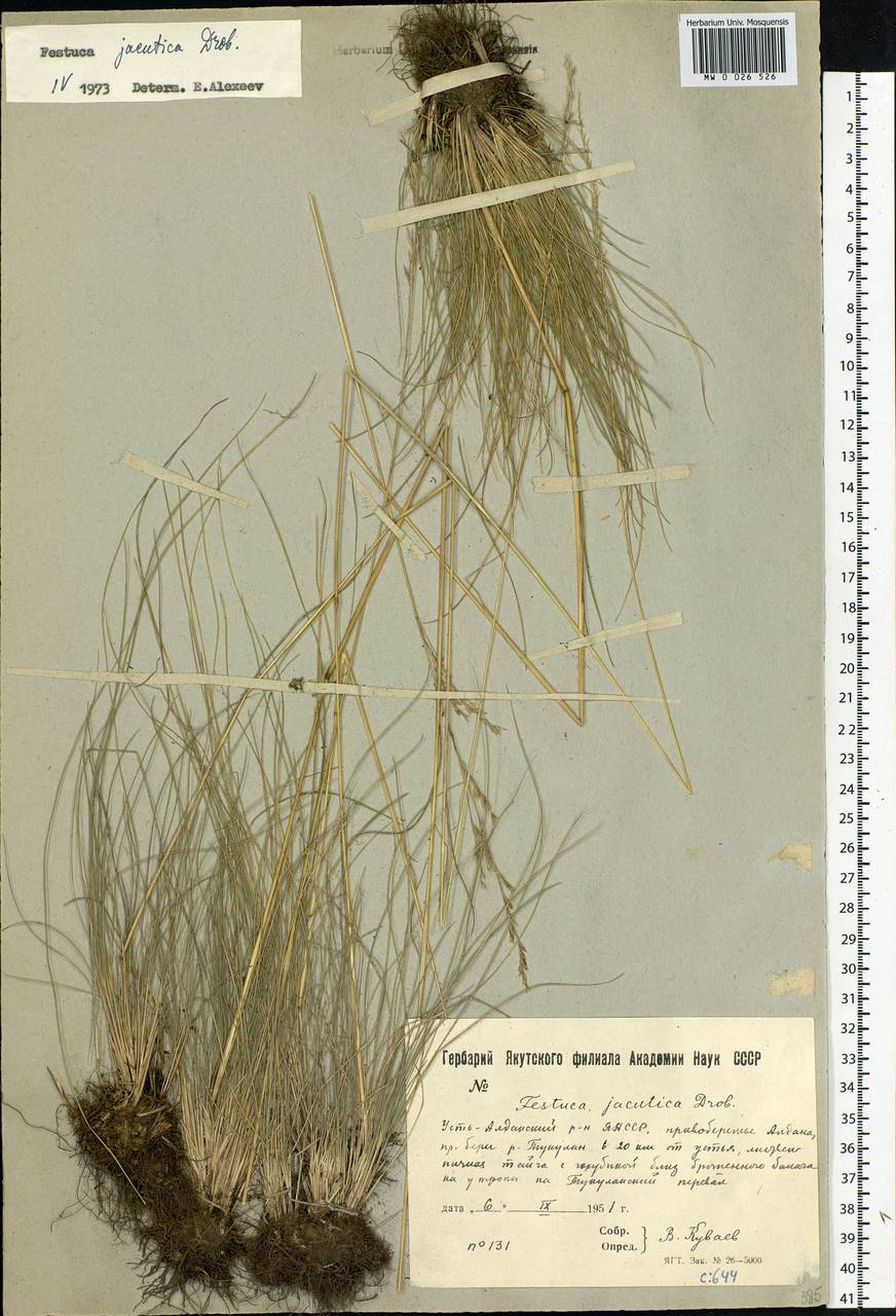 Festuca jacutica Drobow, Siberia, Yakutia (S5) (Russia)