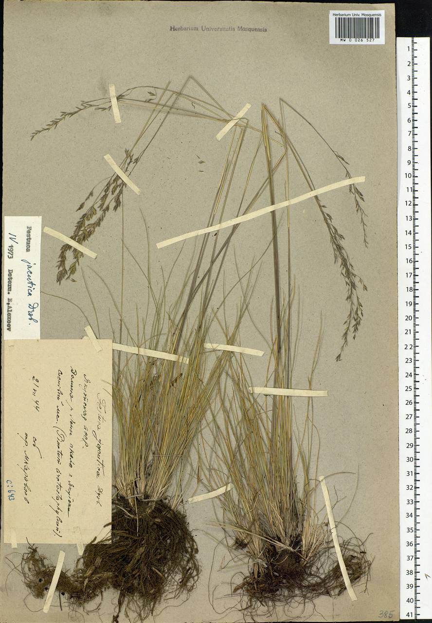 Festuca jacutica Drobow, Siberia, Yakutia (S5) (Russia)