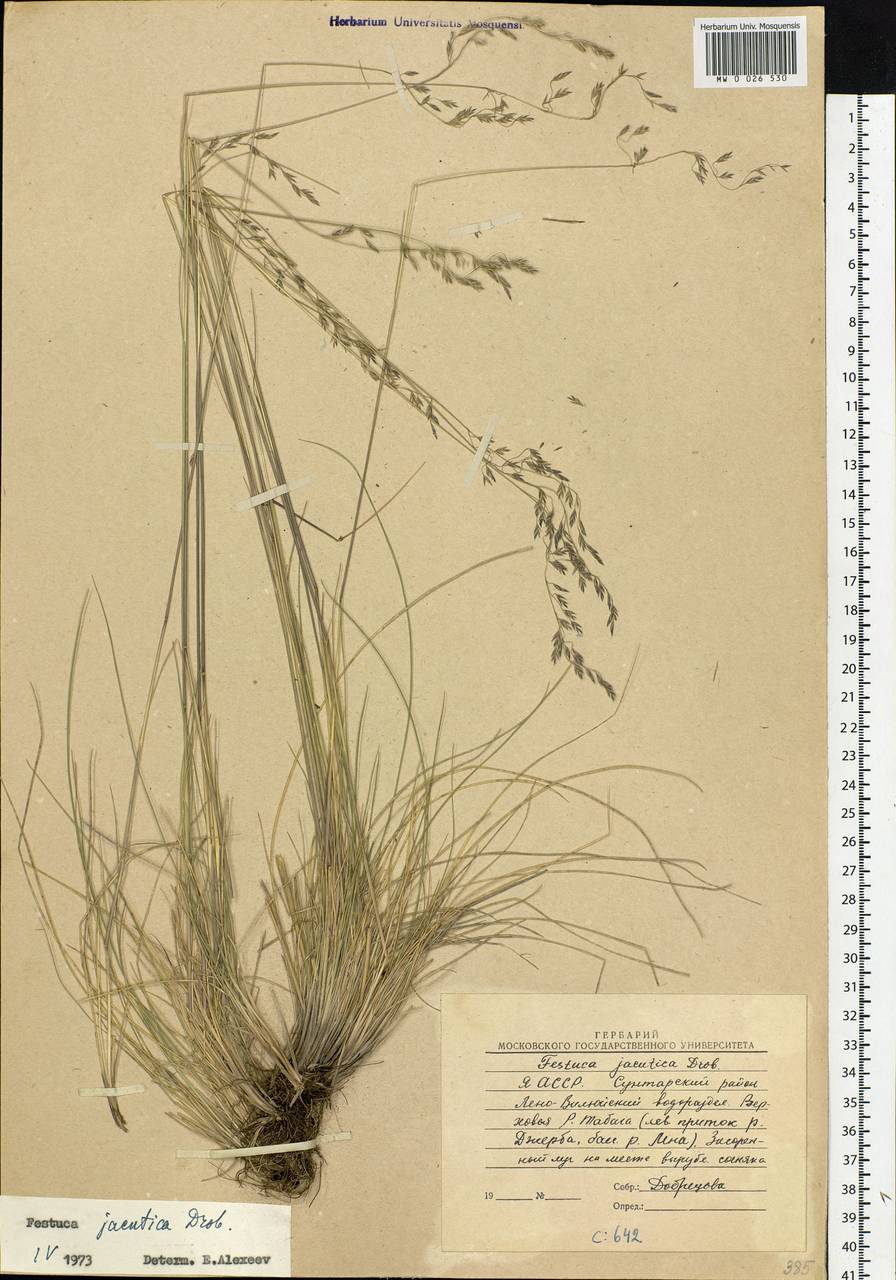 Festuca jacutica Drobow, Siberia, Yakutia (S5) (Russia)