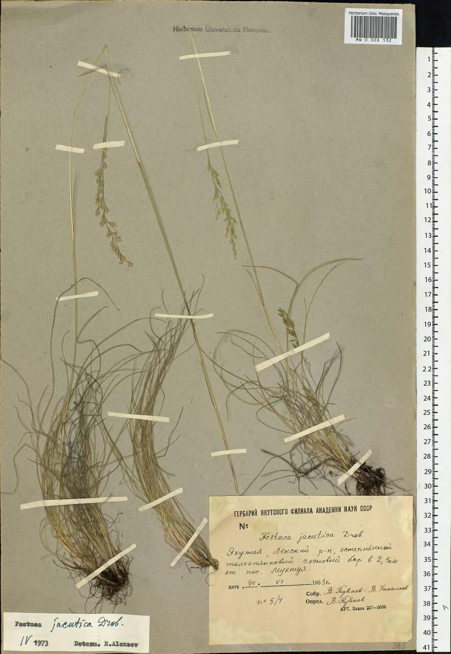 Festuca jacutica Drobow, Siberia, Yakutia (S5) (Russia)