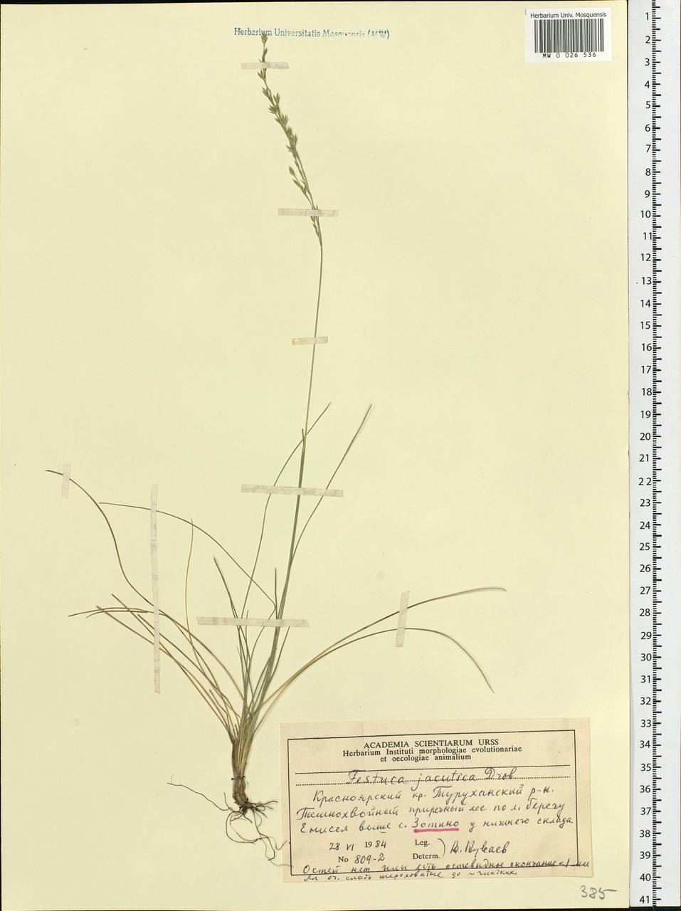 Festuca jacutica Drobow, Siberia, Central Siberia (S3) (Russia)