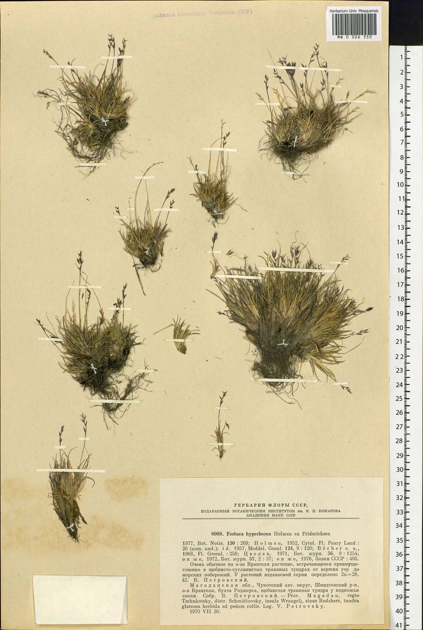 Festuca hyperborea Holmen, Siberia, Chukotka & Kamchatka (S7) (Russia)