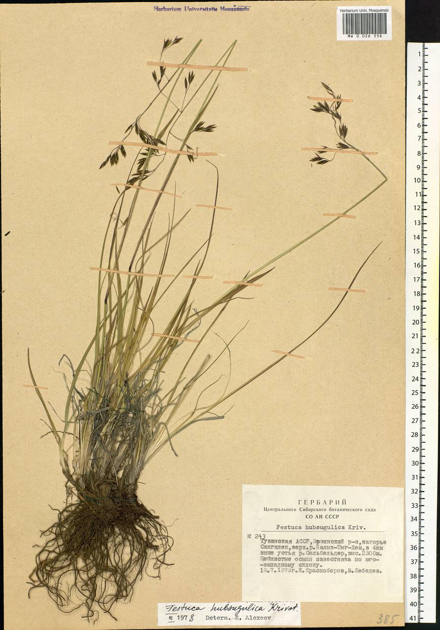 Festuca hubsugulica Krivot., Siberia, Altai & Sayany Mountains (S2) (Russia)