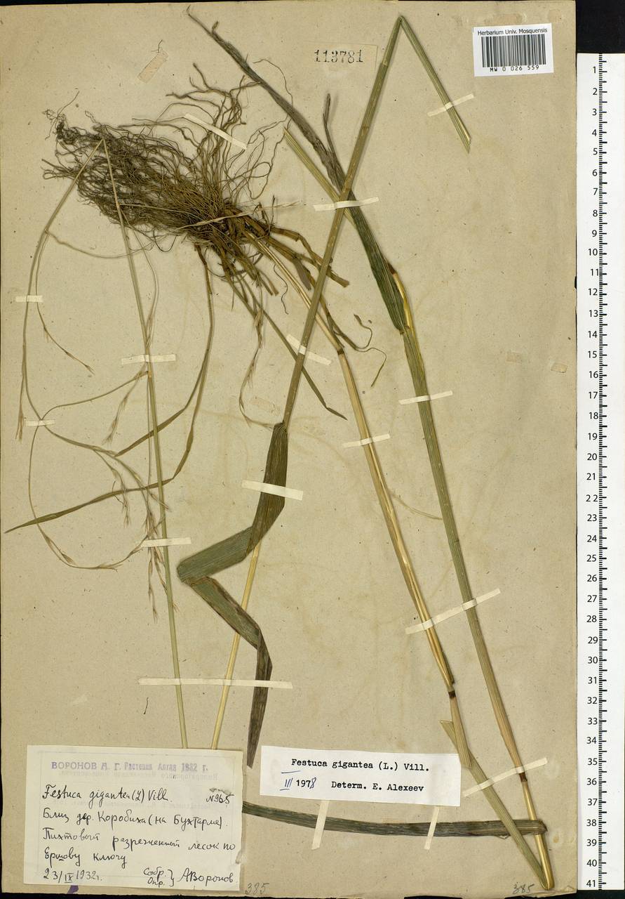 Lolium giganteum (L.) Darbysh., Siberia, Western (Kazakhstan) Altai Mountains (S2a) (Kazakhstan)