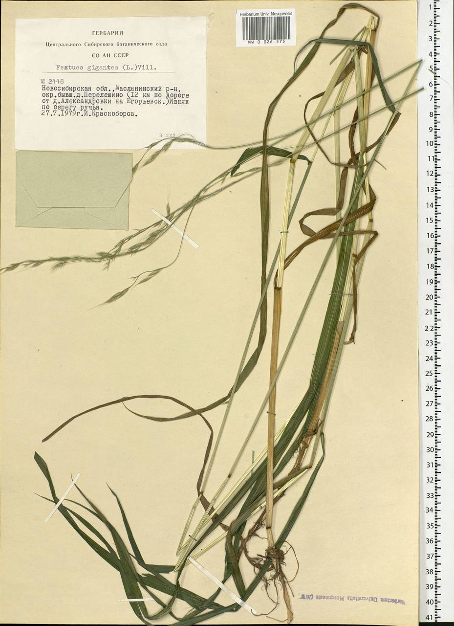 Lolium giganteum (L.) Darbysh., Siberia, Western Siberia (S1) (Russia)
