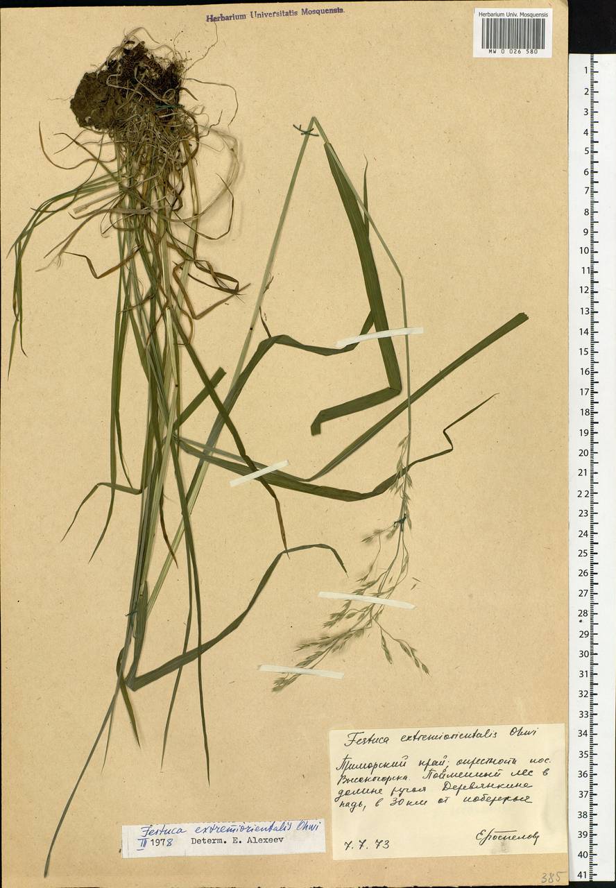 Festuca extremiorientalis Ohwi, Siberia, Russian Far East (S6) (Russia)