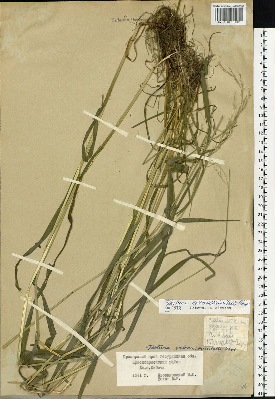 Festuca extremiorientalis Ohwi, Siberia, Russian Far East (S6) (Russia)