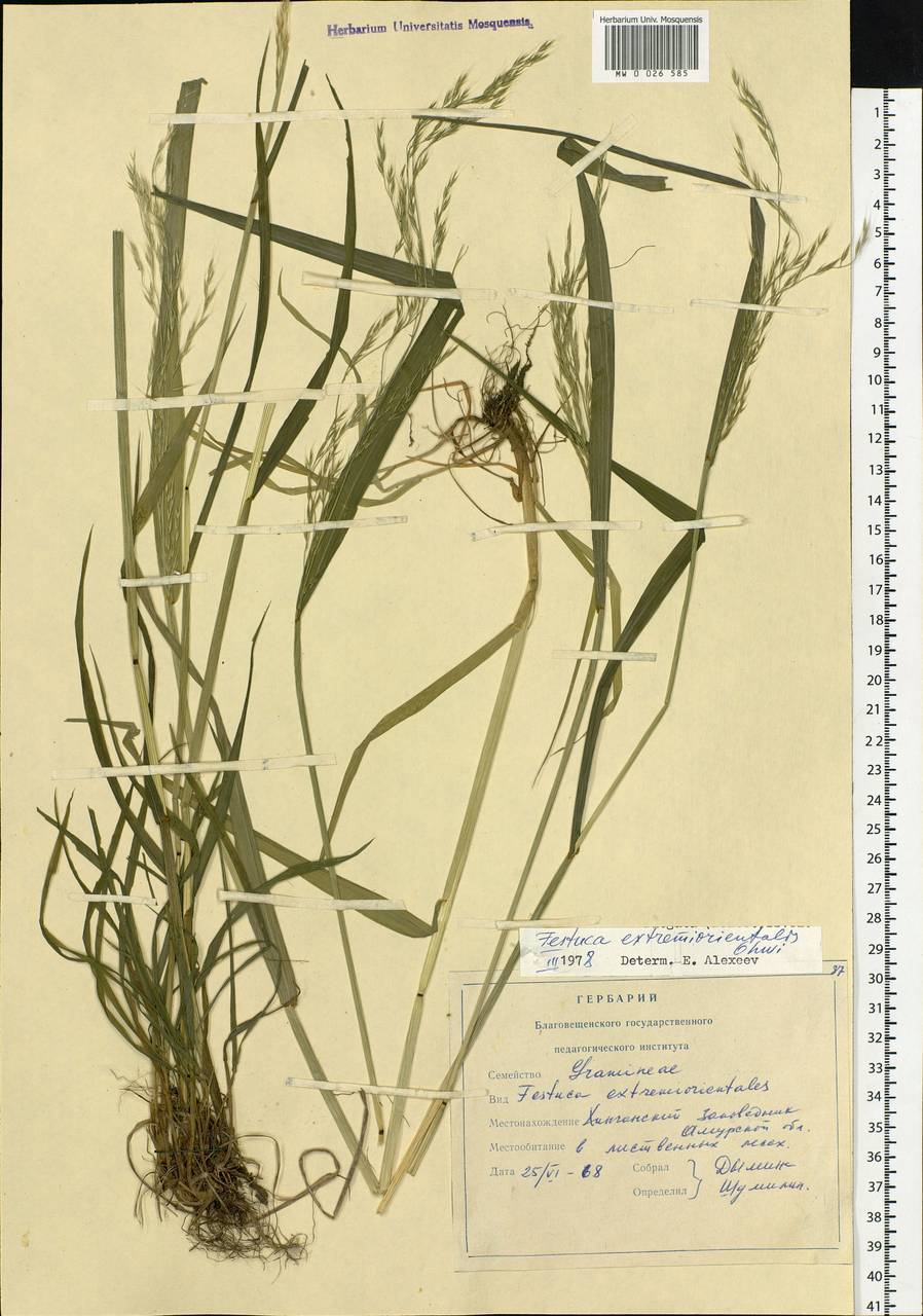 Festuca extremiorientalis Ohwi, Siberia, Russian Far East (S6) (Russia)
