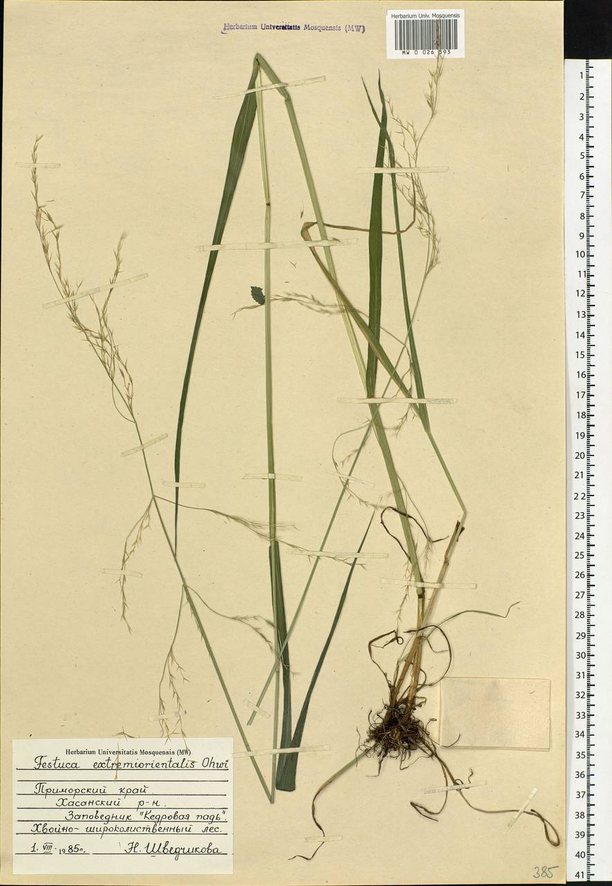 Festuca extremiorientalis Ohwi, Siberia, Russian Far East (S6) (Russia)