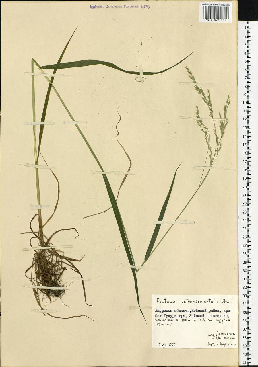 Festuca extremiorientalis Ohwi, Siberia, Russian Far East (S6) (Russia)