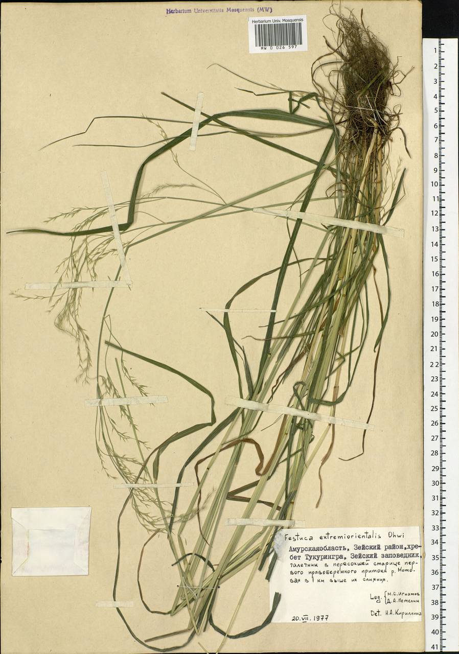 Festuca extremiorientalis Ohwi, Siberia, Russian Far East (S6) (Russia)