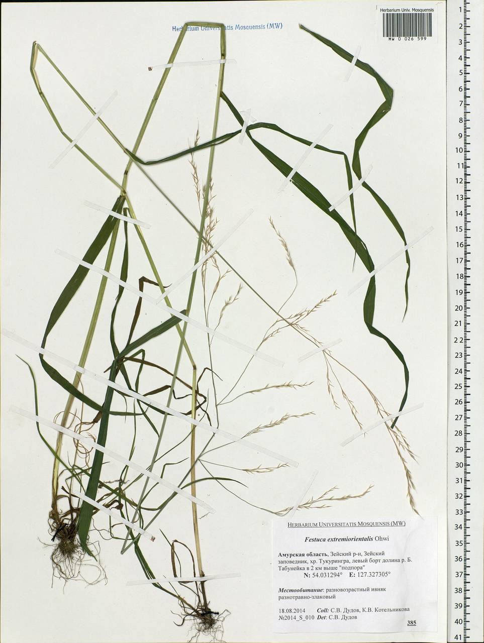 Festuca extremiorientalis Ohwi, Siberia, Russian Far East (S6) (Russia)