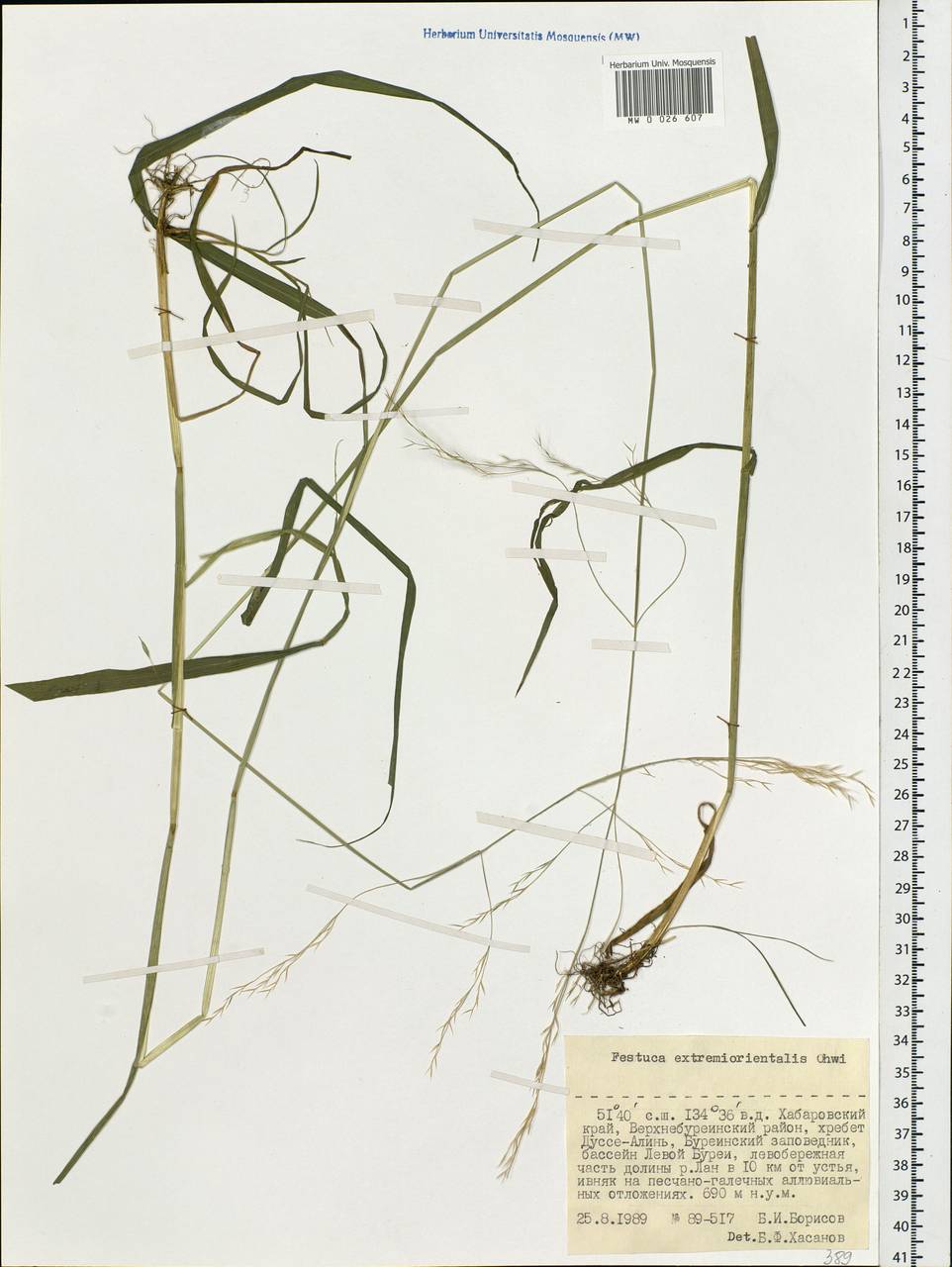 Festuca extremiorientalis Ohwi, Siberia, Russian Far East (S6) (Russia)