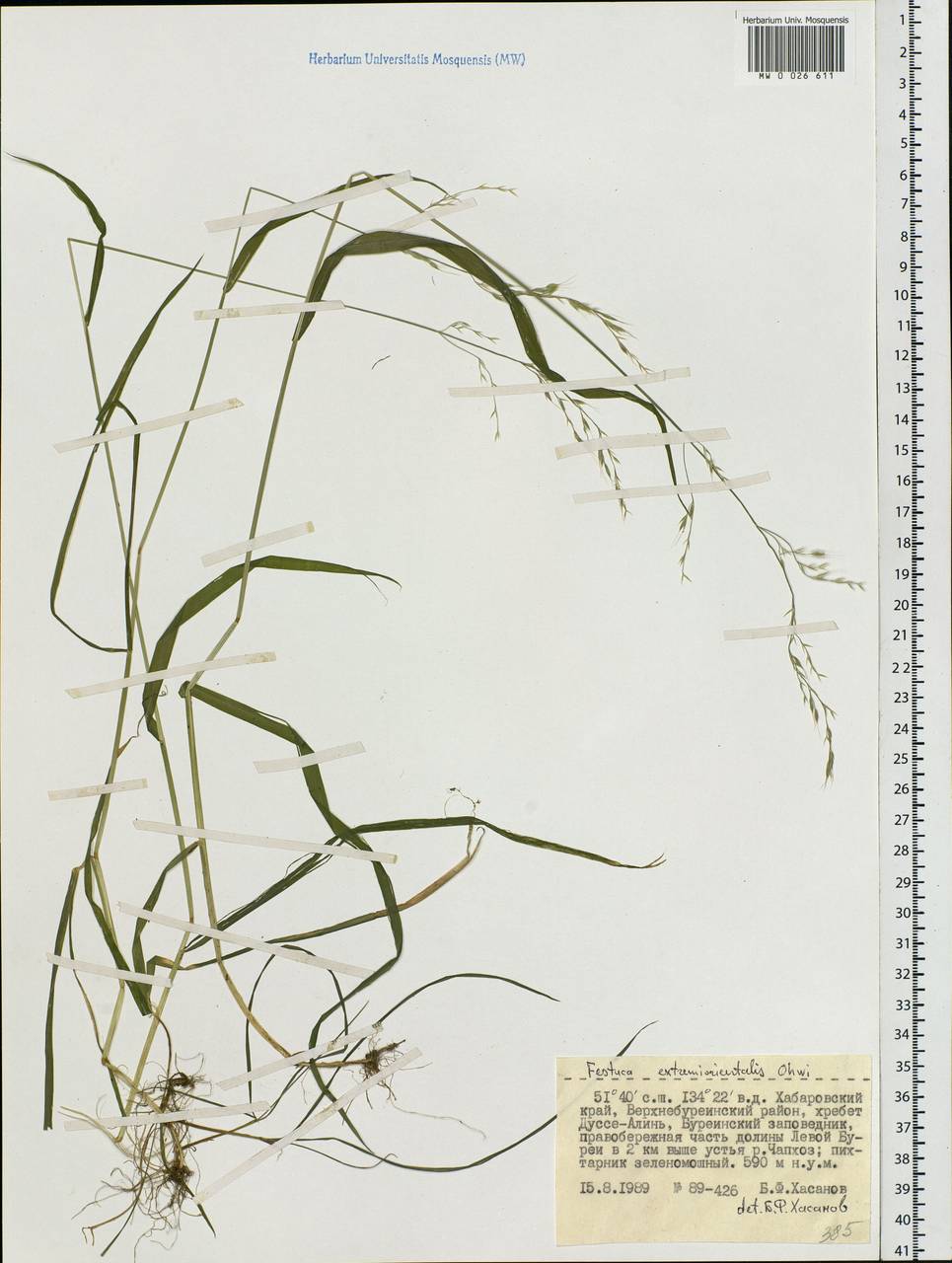 Festuca extremiorientalis Ohwi, Siberia, Russian Far East (S6) (Russia)