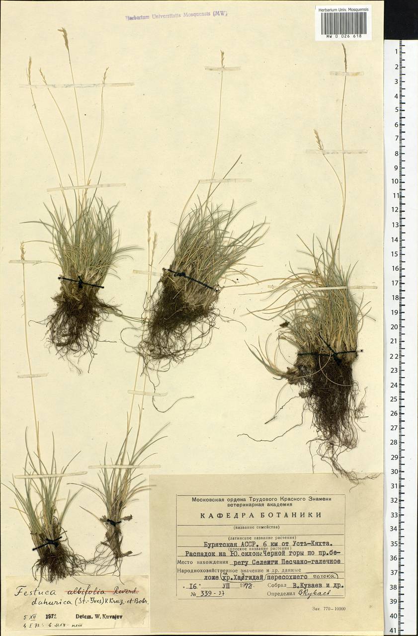 Festuca dahurica (St.-Yves) V.I.Krecz. & Bobrov, Siberia, Baikal & Transbaikal region (S4) (Russia)