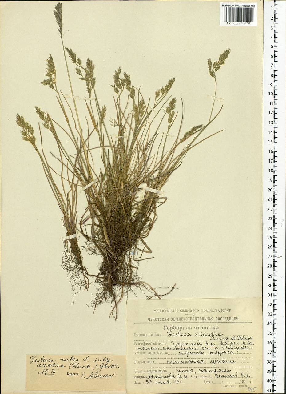 Festuca richardsonii Hook., Siberia, Chukotka & Kamchatka (S7) (Russia)