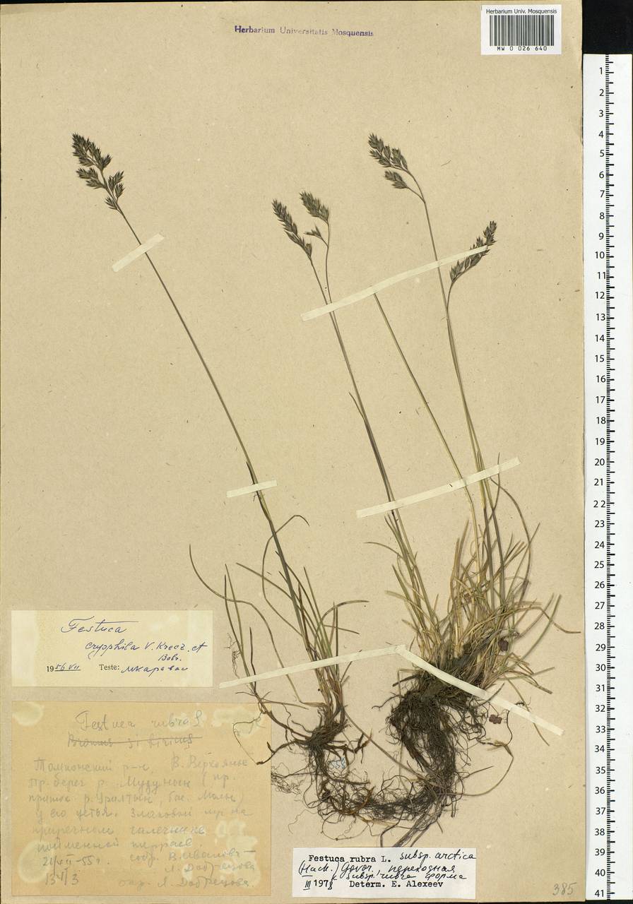Festuca richardsonii Hook., Siberia, Yakutia (S5) (Russia)