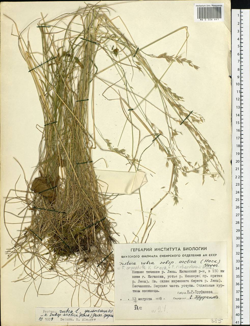 Festuca richardsonii Hook., Siberia, Yakutia (S5) (Russia)