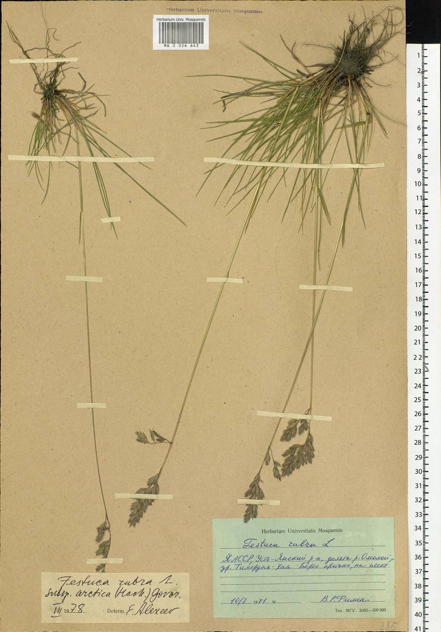 Festuca richardsonii Hook., Siberia, Yakutia (S5) (Russia)