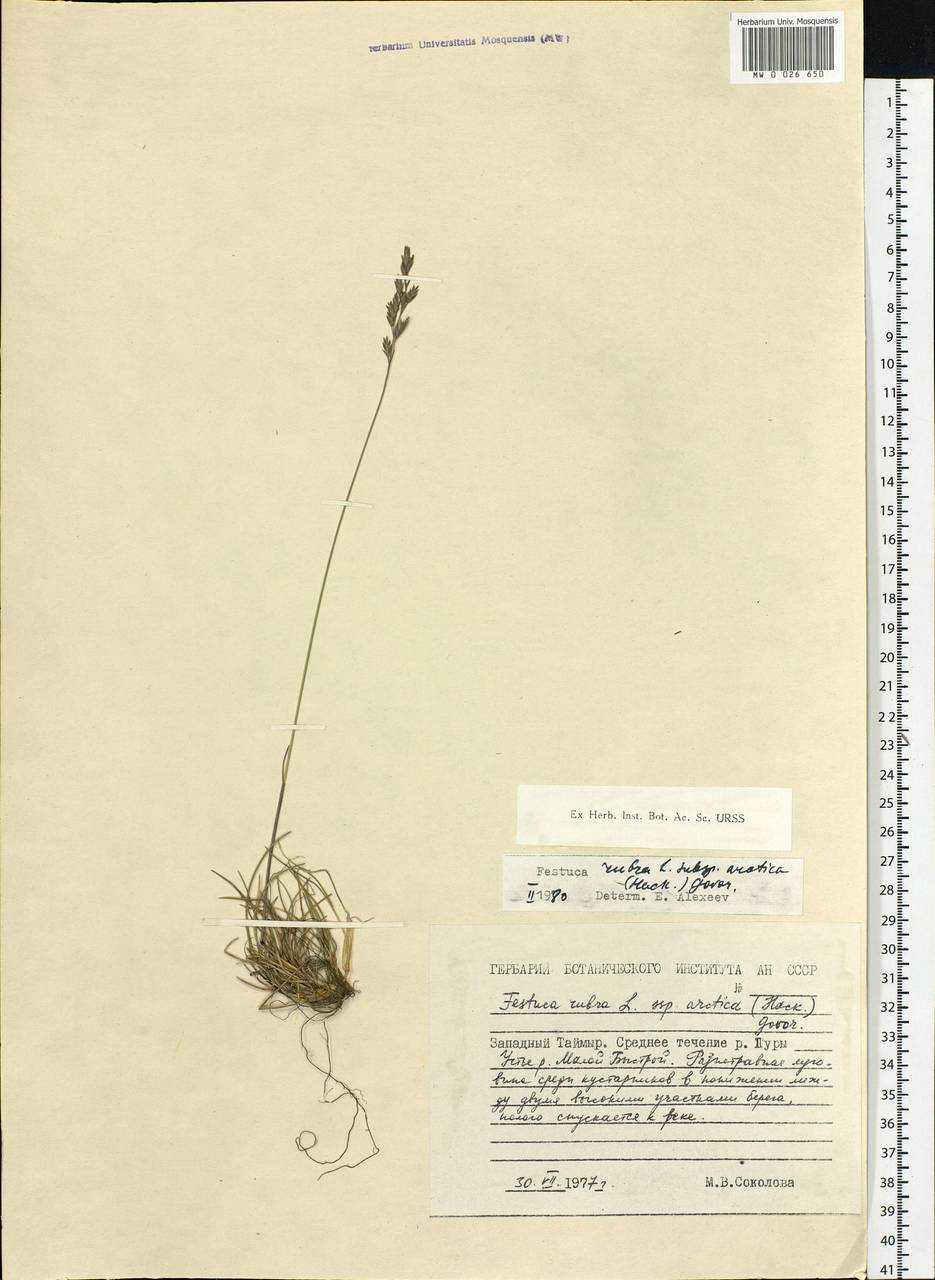 Festuca richardsonii Hook., Siberia, Central Siberia (S3) (Russia)