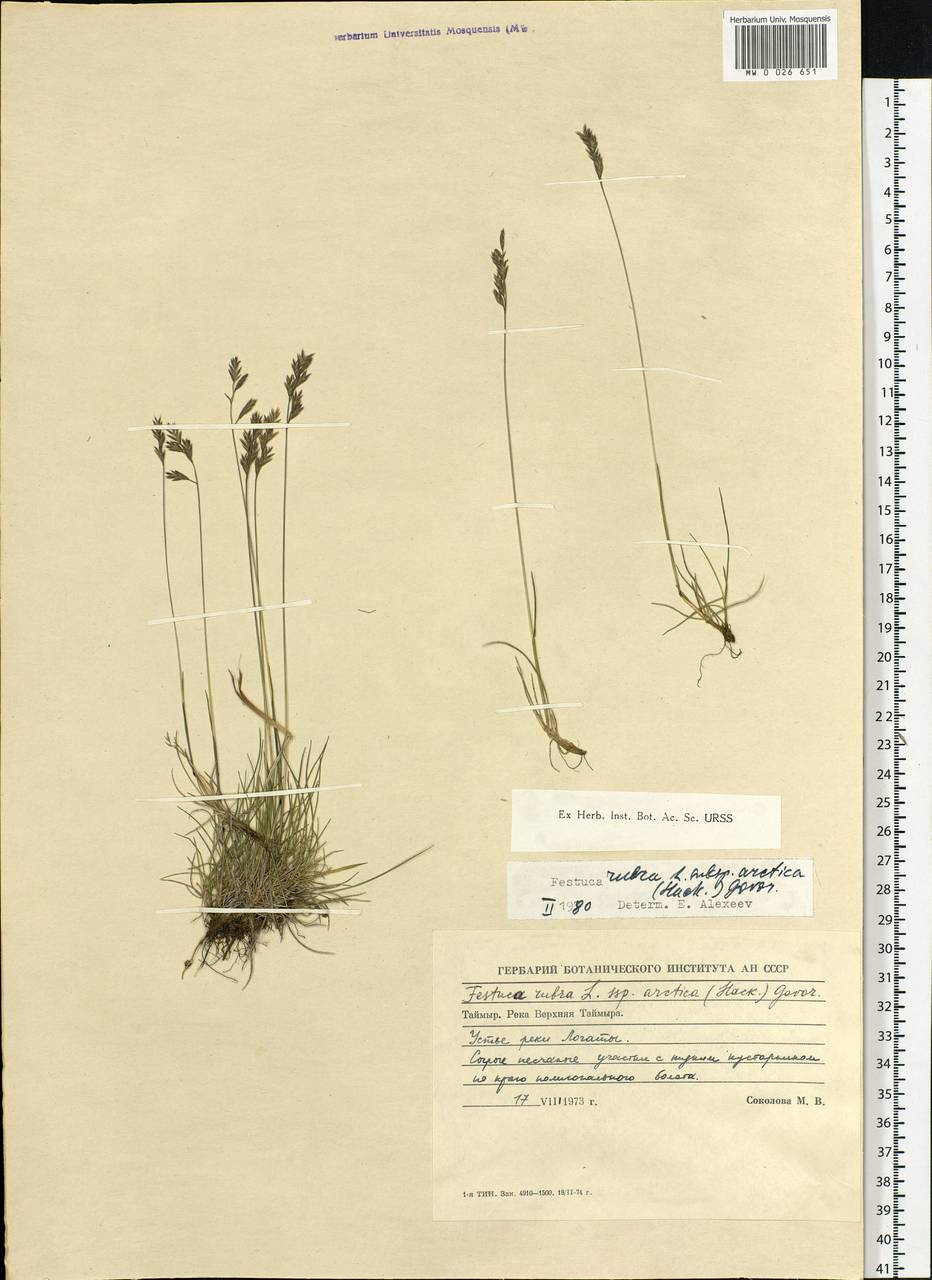 Festuca richardsonii Hook., Siberia, Central Siberia (S3) (Russia)
