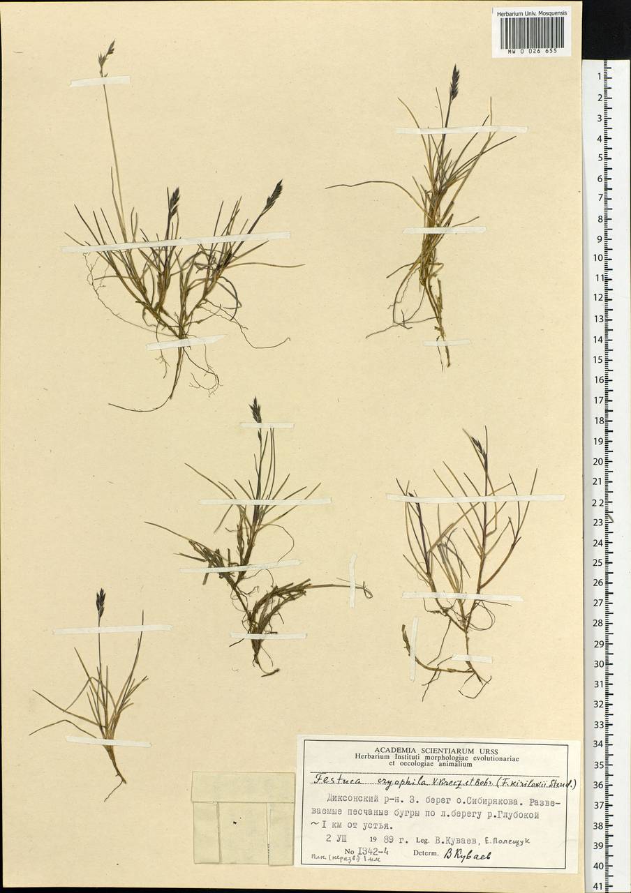 Festuca richardsonii Hook., Siberia, Central Siberia (S3) (Russia)