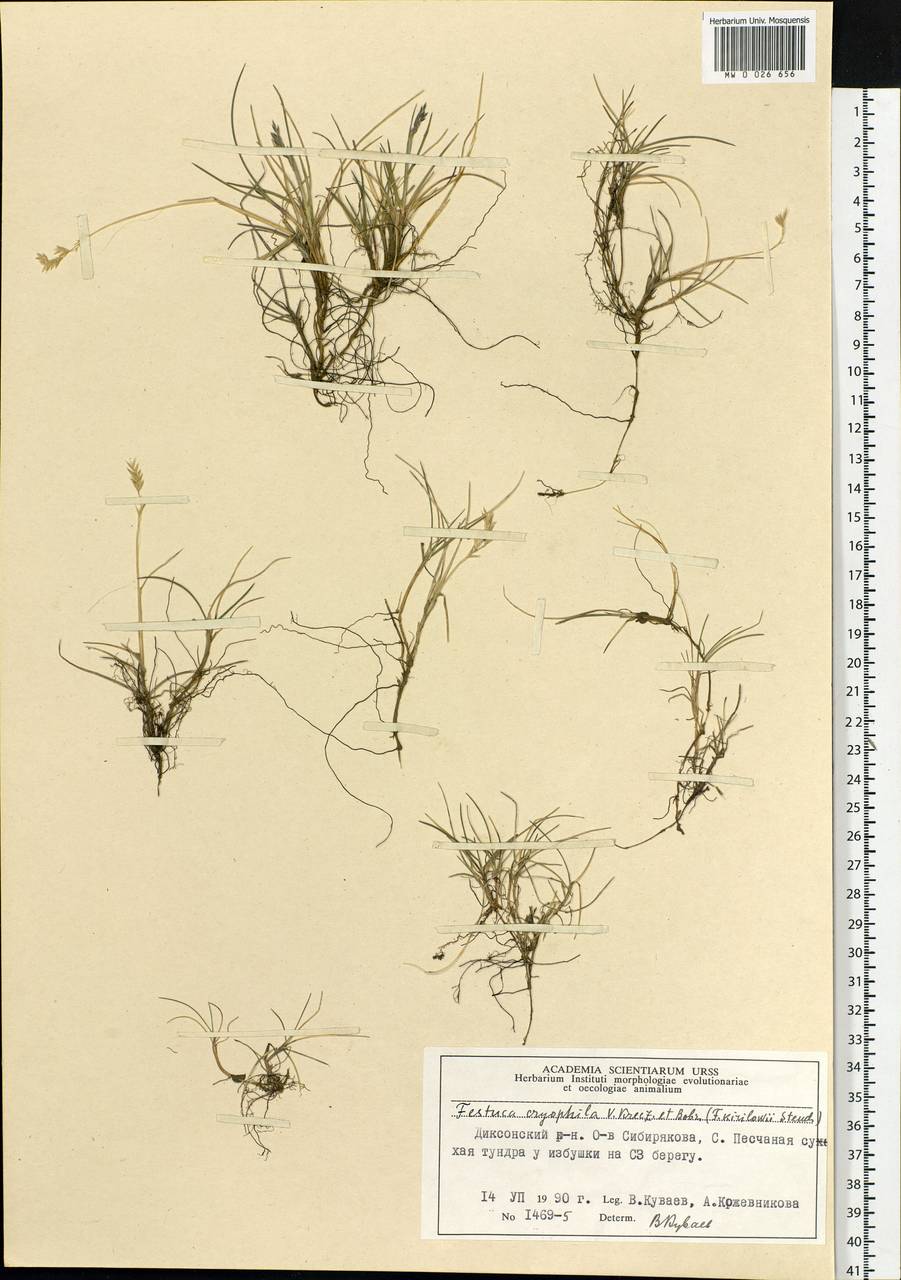 Festuca richardsonii Hook., Siberia, Central Siberia (S3) (Russia)