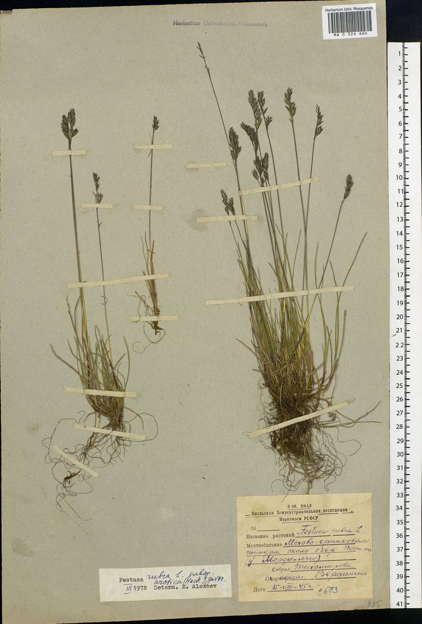 Festuca richardsonii Hook., Siberia, Western Siberia (S1) (Russia)