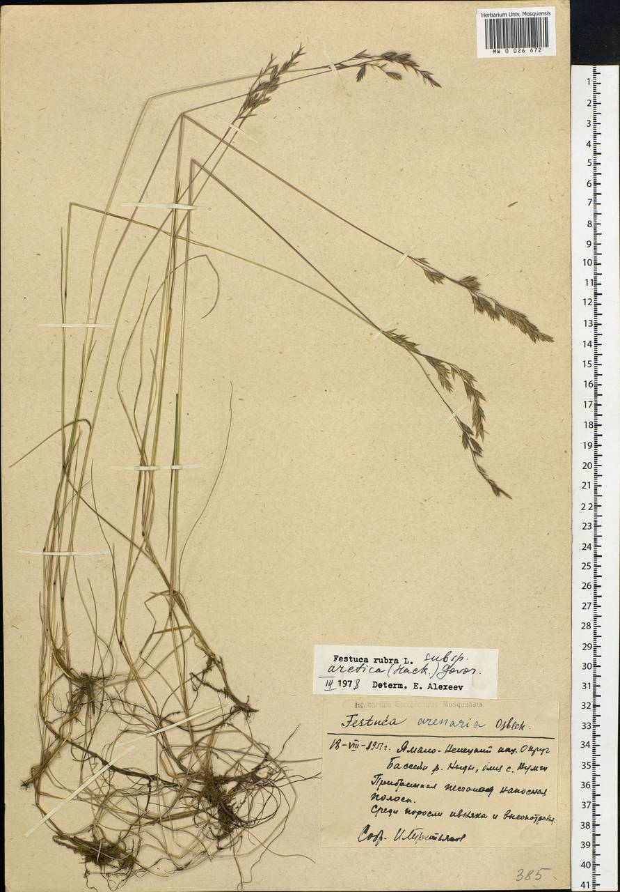 Festuca richardsonii Hook., Siberia, Western Siberia (S1) (Russia)