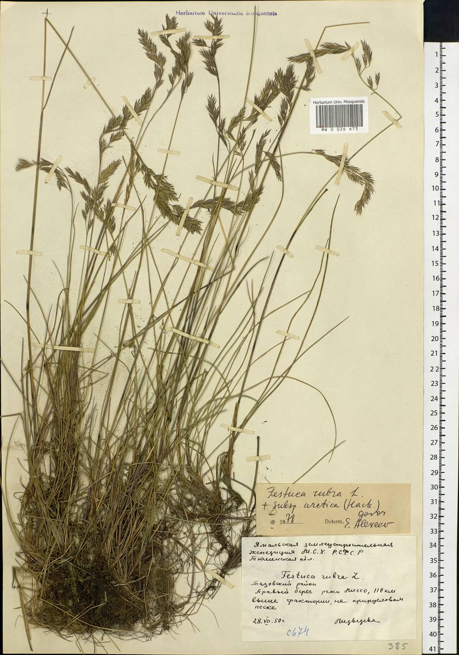 Festuca richardsonii Hook., Siberia, Western Siberia (S1) (Russia)
