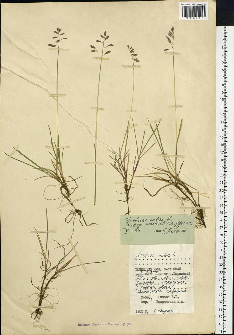 Festuca richardsonii Hook., Siberia, Western Siberia (S1) (Russia)