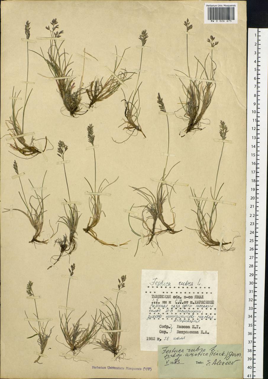 Festuca richardsonii Hook., Siberia, Western Siberia (S1) (Russia)