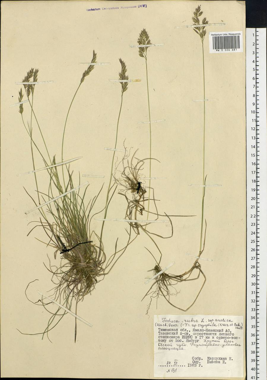 Festuca richardsonii Hook., Siberia, Western Siberia (S1) (Russia)